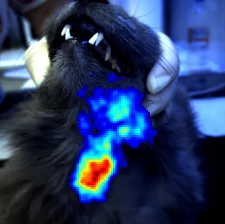 View of a cyst in the throat. Uptake can be seen in the thyroid, and salivary glands - image courtesy of The Feline Hyperthyroidism Treatment Centre, Athens, Greece